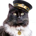 Penguin Felix Travel with Pets Kindle eBook – Rail Adventure-0